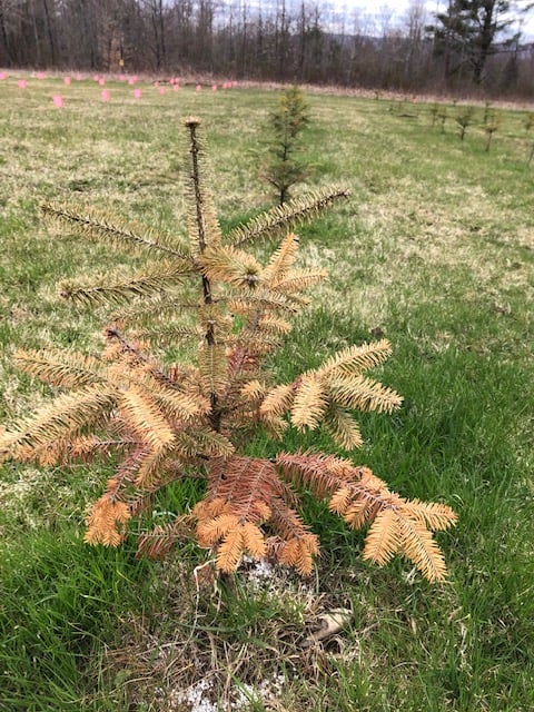 Photo 4 Damaged Christmas tree